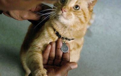 Os diretores explicam o que um filme da gata Goose, da CAPITÃ MARVEL, implicaria