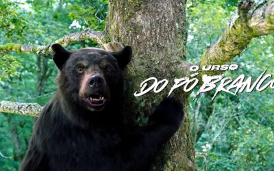 O Urso do Pó Branco | Conheça a verdadeira história que inspirou o filme Cocaine Bear da Universal Pictures