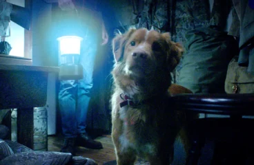 Good Boy | Terror original contado na perspectiva de um cachorro em uma casa mal-assombrada