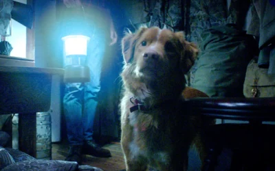 Good Boy | Terror original contado na perspectiva de um cachorro em uma casa mal-assombrada